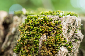 Moss Growing on Tree Bark
