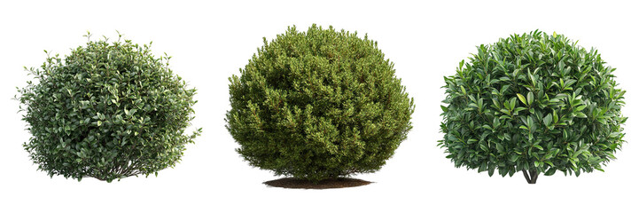 Bush isolated on transparent background, Set of