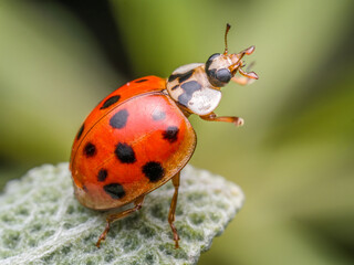 Close-Up of Ladybug on Fuzzy Plant Stem © Roman Milert