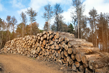 Freshly Cut Trees Stacked for Logging in a Natural Landscape .