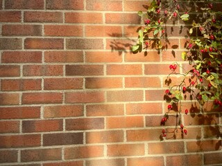 Brown brick wall texture on sunny day with red rose hips, shadows and copy space