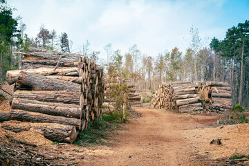 Deforestation Scene. Piles of tree trunks, logs prepared for Transport in forest
