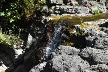 water in the forest