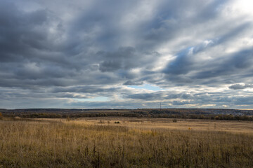 A field of tall grass with a cloudy sky in the background