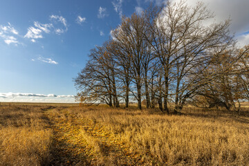 A field of tall grass with a few trees in the background