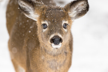 Close-up of White-tailed Deer staring ahead at camera