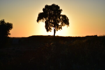 silhouette at sunset