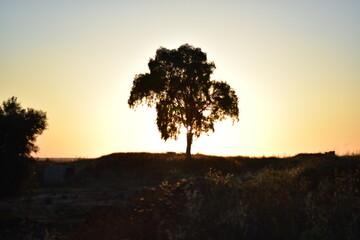 tree in sunset