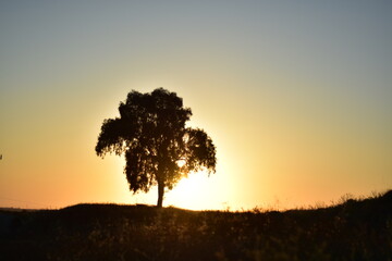 silhouette of a tree at sunset