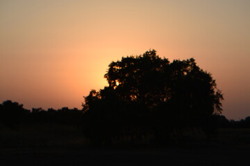 sunset in the forest