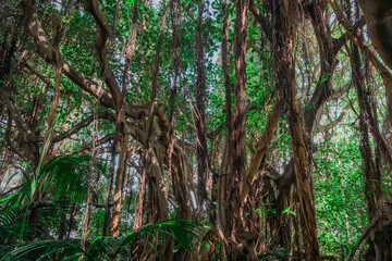 Inside Jungle, rainforest nature. Tropical forest landscape