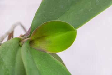 Close-up photo of green leaves on an orchid plant, white background, macro photography