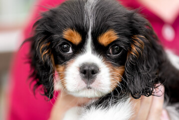 Tricolour cavalier king charles spaniel puppy. Portrait of puppy.