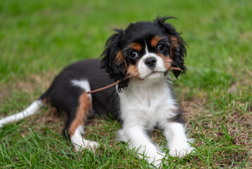 Tricolour cavalier king charles spaniel puppy. Portrait of puppy.