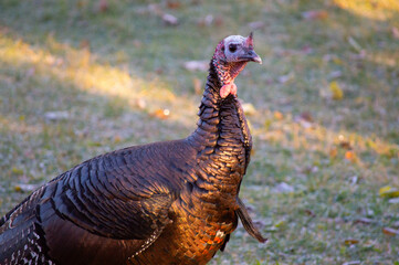 Wild Turkey 