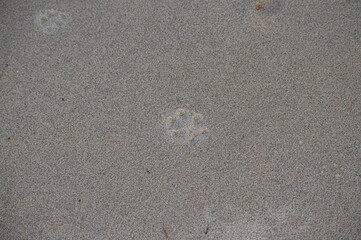 Paw print in sand 
