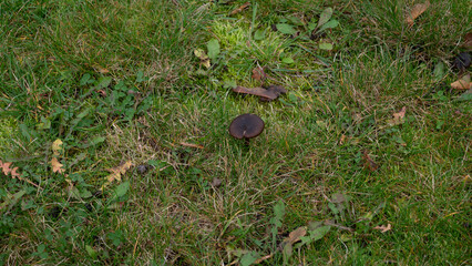 mushroom on the lawn