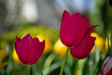 pink tulips