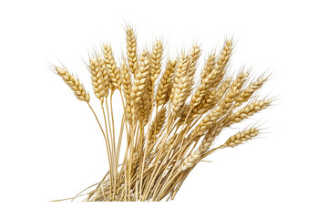 Fototapeta premium wheat ears isolated on white
