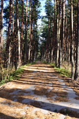 a forest road with  pine trees and  yellowed pine needles and leaves