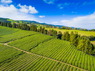 Cha Gorreana tea plantation in Sao Miguel, Azores, Portugal. Aerial drone view of tea plantation...