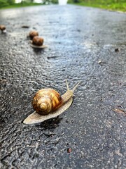 Snail on the asphalt road after rain, macro close up shot 