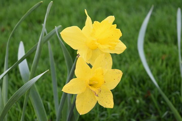 daffodil in the garden