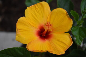 Fototapeta premium red and yellow hibiscus