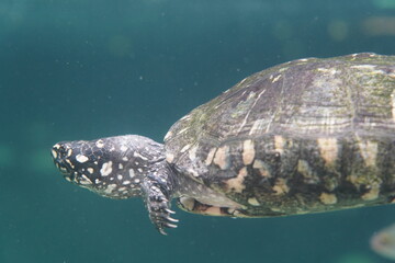 Fototapeta premium green sea turtle