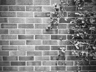 Black and white brick wall backgroung with rose plant and rosehips on it and copy space