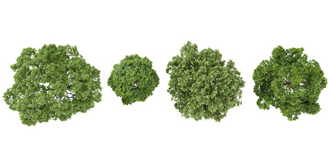 Obraz premium Top view of Cinnamomum,Aesculus trees on transparent background