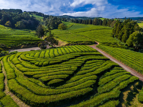Aerial drone view of tea plantation located in Sao Miguel, Azores, Portugal on the Atlantic ocean shore. Cha Gorreana tea plantation 