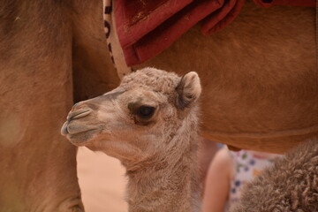 camel in the desert