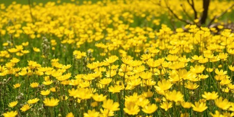Obraz premium Beautiful daffodil flowers blooming in a vast field under the clear blue sky, petals, nature
