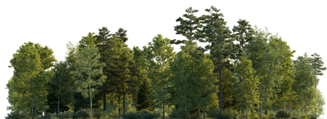 Frontal view Forest mixed trees (birch, sycamore platanus, spruce, pine, maple and other) isolated png on a transparent background premium cutout day lighting