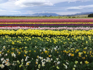 Tulip field near Trevelin, Chubut province. Argentina