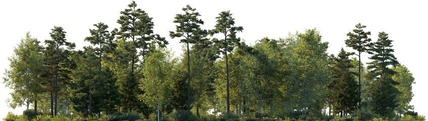 Frontal view Forest mixed trees (birch, sycamore platanus, spruce, pine, maple and other) isolated png on a transparent background premium cutout day lighting foreground trees