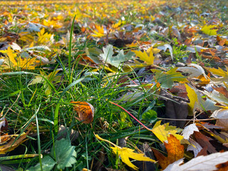 Late autumn, leaves on the grass, bright colors, day, morning, park, forest