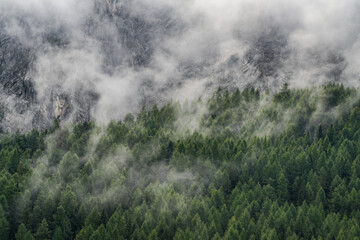 Foggy landscape of the coniferous forest in the Dolomites, Italy
