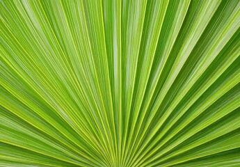 An image of a palm leaf in a tropical forest plant with a green nature background on a soft focus.