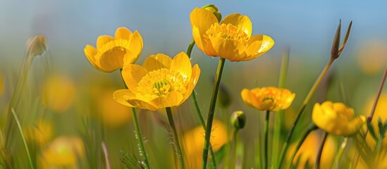 Yellow Ranunculus Repens Also Called Buttercup In The Meadow Under The Warm Summer Sun