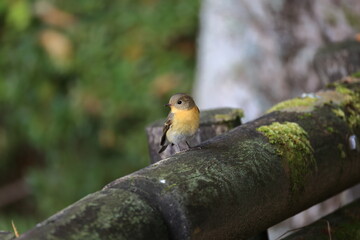 Mugimaki Flycatcher in the middle of  nutrition in preparration for migration in Mt.Kongo in autumn