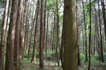 Obraz premium スギの木 針葉樹林