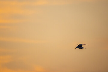Bird Flying through Colorful Sky background 13