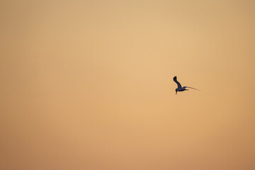Bird Flying through Colorful Sky background 12