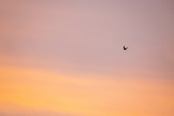 Bird Flying through Colorful Sky background 10