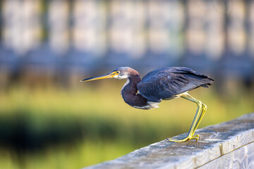 Tricolored Heron ready to fly