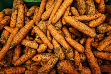 Box is filled with large number of dirty and unpeeled carrots piled up together