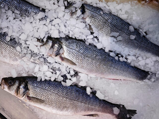 Sea bass fish lying on ice in supermarket
