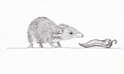 Pen and ink drawing of an Asian tree shrew with a chilli